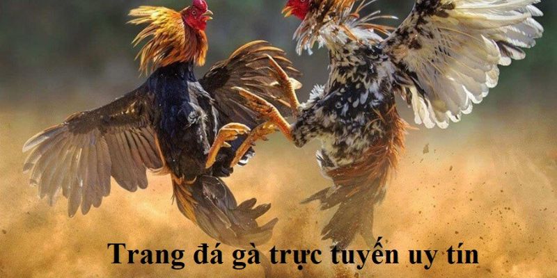 Tổng quan về đá gà VF555