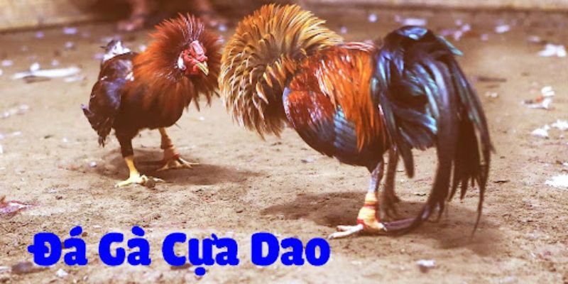 Đá gà cựa dao tại VF555