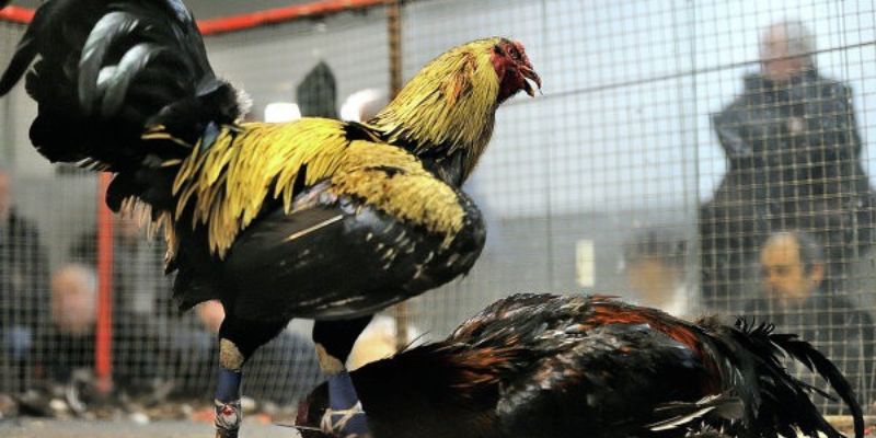 Bí quyết trở thành chuyên gia đá gà VF555