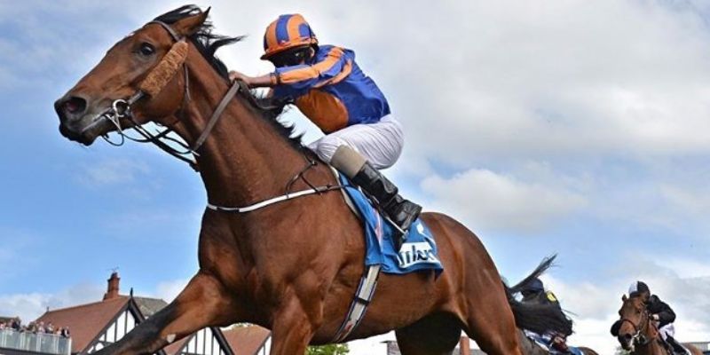 Đua Ngựa Vf555 - Hướng Dẫn Chơi Với Tỷ Lệ Thắng Cao 1 Đua Ngựa Vf555 hiểu là gì?